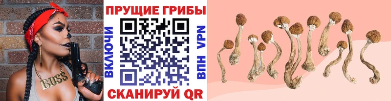 Псилоцибиновые грибы Psilocybe  Рославль 